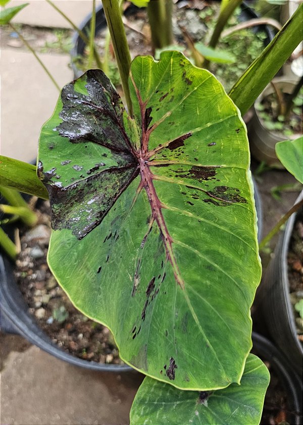 ⚜️ Colocasia Tupã #34 - Híbrido Saytor Plants