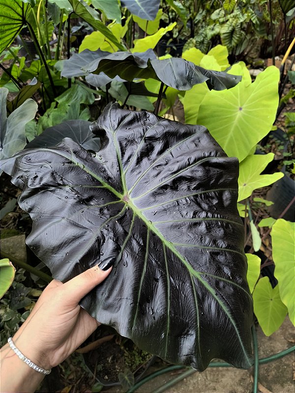 Colocasia Draco #37 - Híbrido Saytor Plants