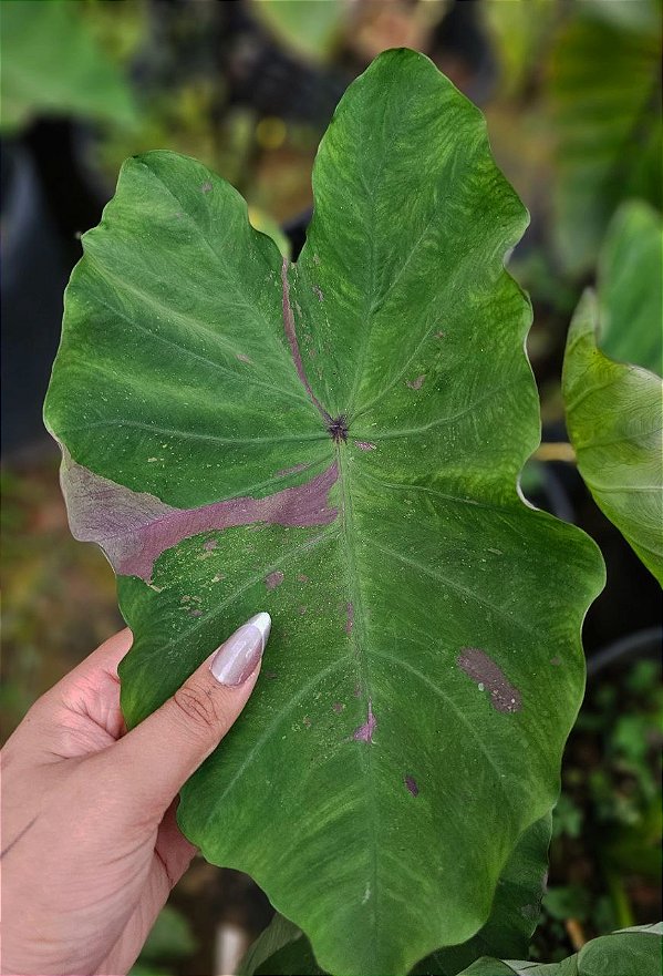 Colocasia Siam Ruby #38