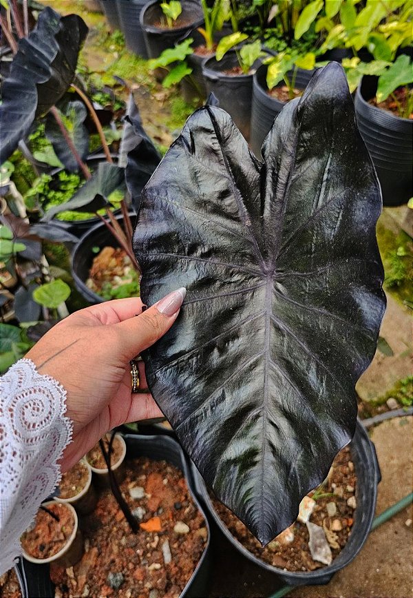 Colocasia Black Saphire Gecko #39
