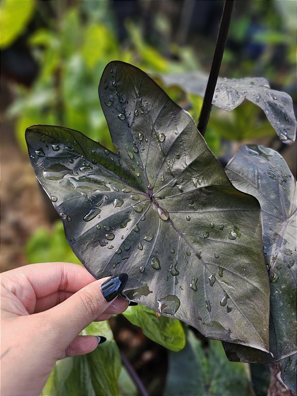 Colocasia New Moon #36 - Híbrido Saytor Plants