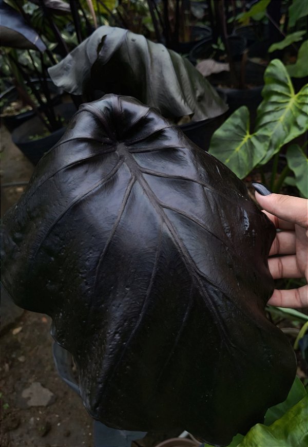 KIT 4 - Coleção VIP