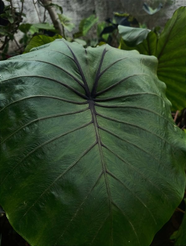 KIT 3 - Coleção Elite