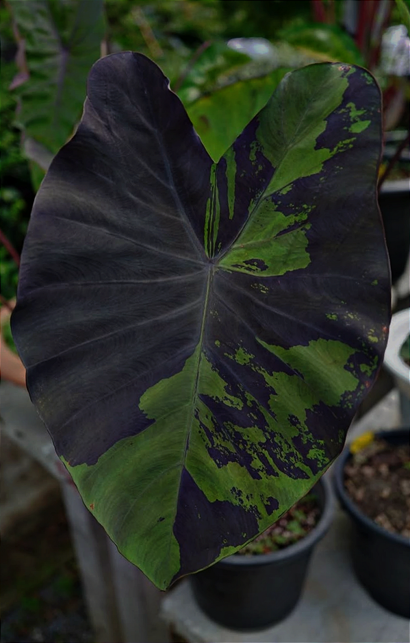 KIT 2 - Coleção Avançada