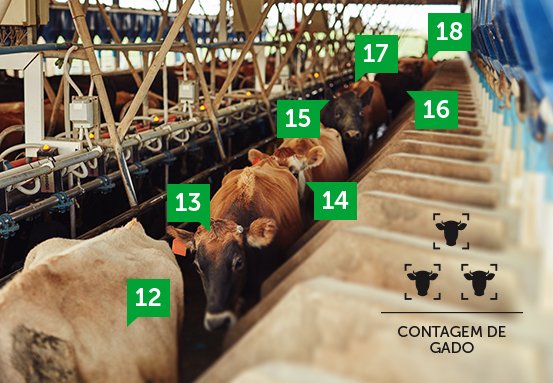 🐂🐄🐃 CÂMERA CONTAGEM DE GADO 🎦