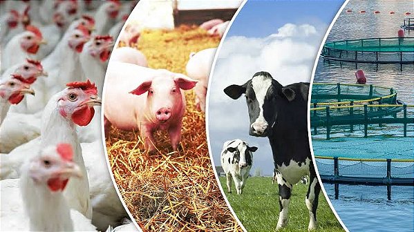 💰🐝MERCADOS🐎🐂🐄🐖🐐🐑🐇🦚🦃🪿🦆🐓🐣🐟🦐