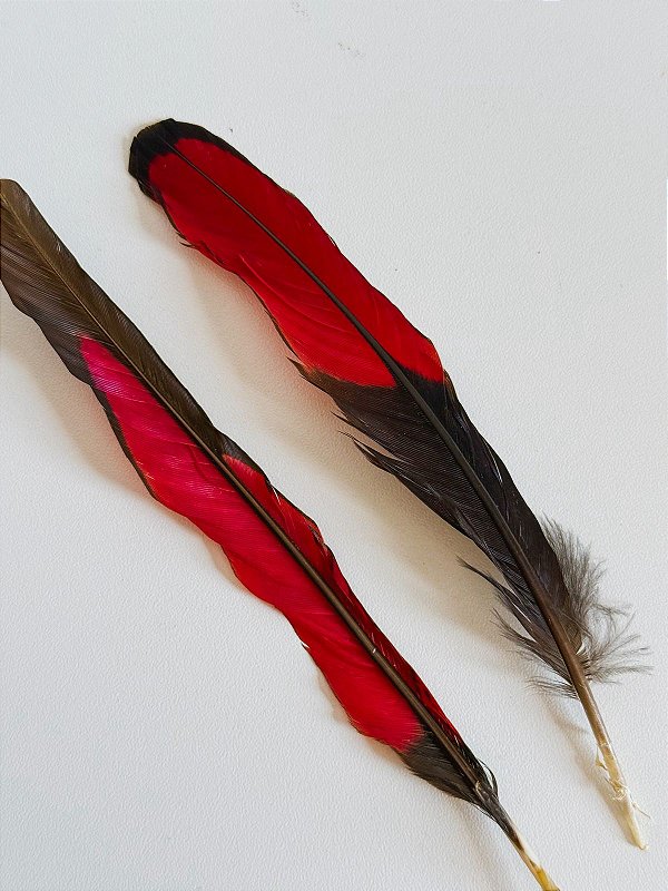 Pena De Aluko Aloko Iye Aluko - Umbanda Candomblé Ifa