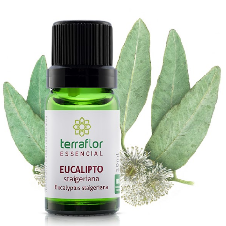 Óleo Essencial de Eucalipto Staigeriana Cidreira 10ml - Terra Flor