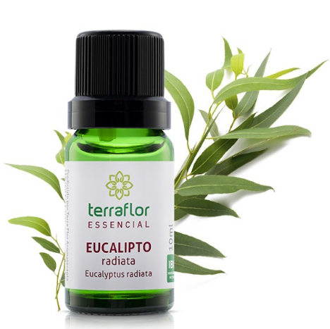 Óleo Essencial de Eucalipto Radiata 10ml - Terra Flor