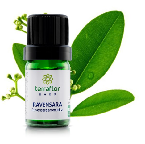 Óleo Essencial de Ravensara Aromática 5ml - Terra Flor