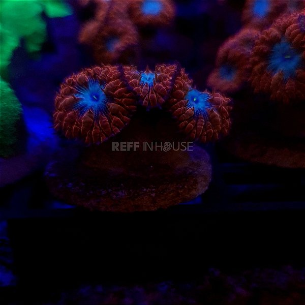 Corais, Coral, Aquário Marinho, Reef, Aquarismo, Peixes, Aquarista, Re -  Reef In House