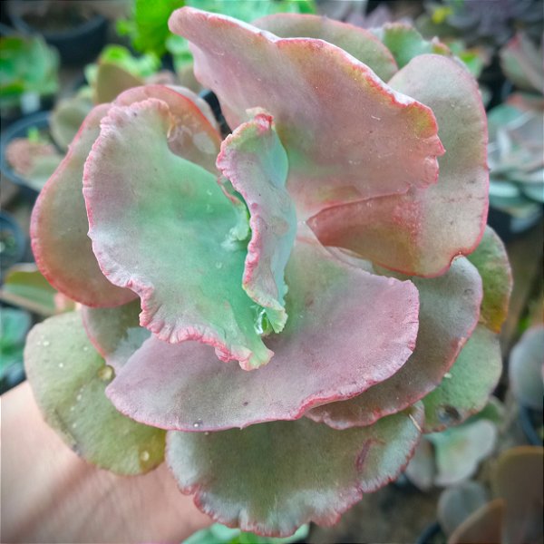Kavaradossi - Suculenta Gibbiflora para jardim