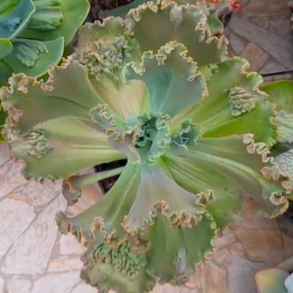 Kavaradossi - Suculenta Gibbiflora para jardim