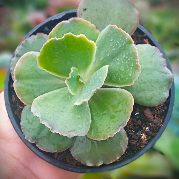 Pearl - Muda de Suculenta GIBBIFLORA no tamanho de vaso 13.