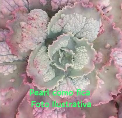 Pearl- Muda de Suculenta GIBBIFLORA no tamanho de vaso 11.