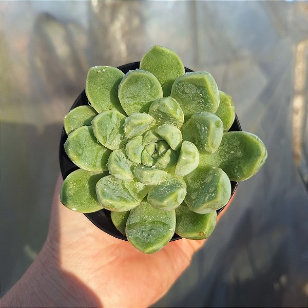 Echeveria Elegans - Muda de Suculenta no tamanho de vaso 09.