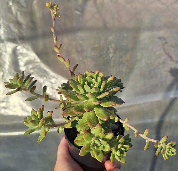 Sedeveria Maialen - Muda de Suculenta COMPACTA no tamanho de vaso 09.