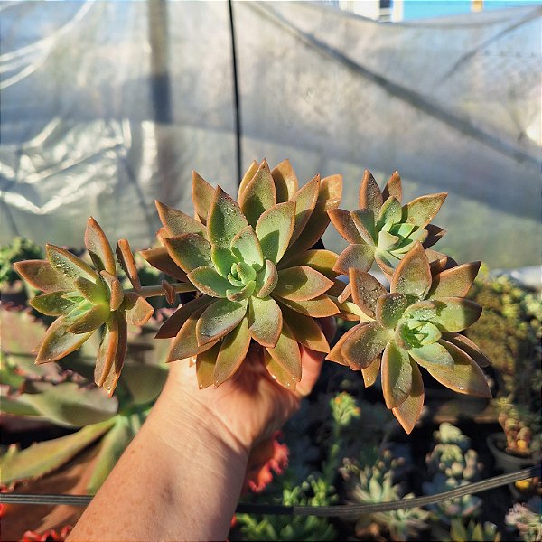 Graptoveria Walter Lili - Muda de Suculenta COMPACTA no tamanho de vaso 09.