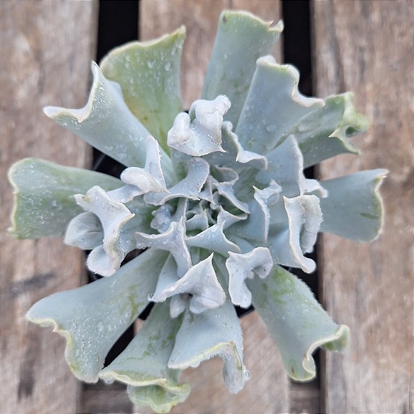 Echeveria  Nichi - Muda de Suculenta COMPACTA no tamanho de vaso 09.