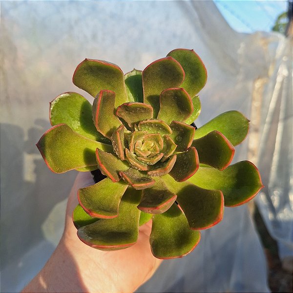 Echeveria  Montserrat - Muda de Suculenta COMPACTA no tamanho de vaso 09.