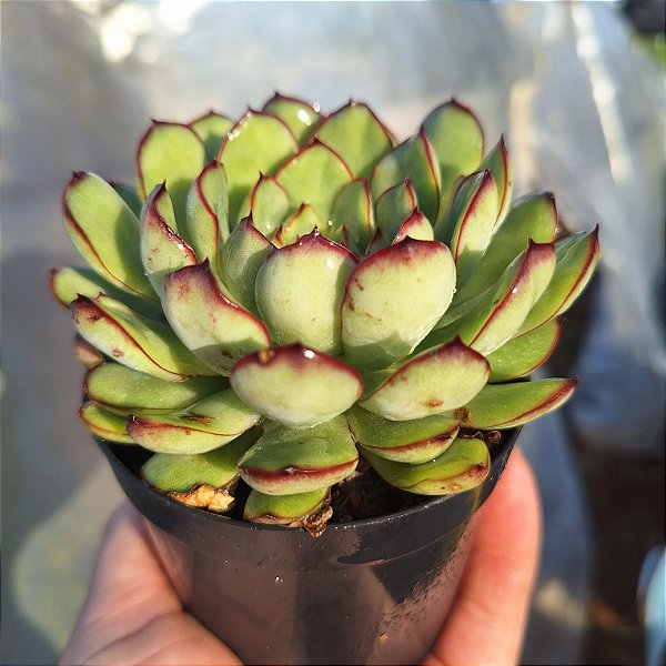 Ecveria Pulidonis - Muda de Suculenta COMPACTA no tamanho de vaso 09.