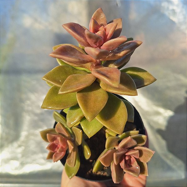 Sedum Ebractiatun - Muda de Suculenta COMPACTA no tamanho de vaso 09.