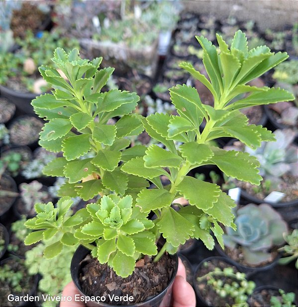 Sedum Atlantics - Muda de Suculenta no tamanho de vaso 09.