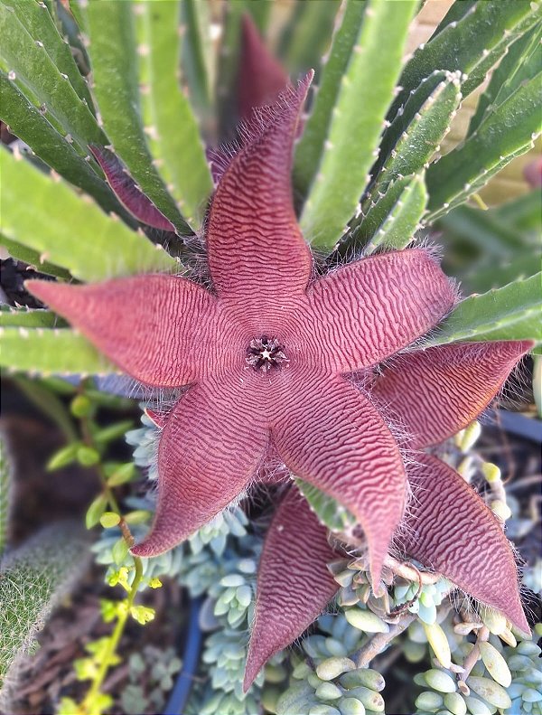 Stapelia flor estrela grande rocha - Muda no tamanho de vaso 09.