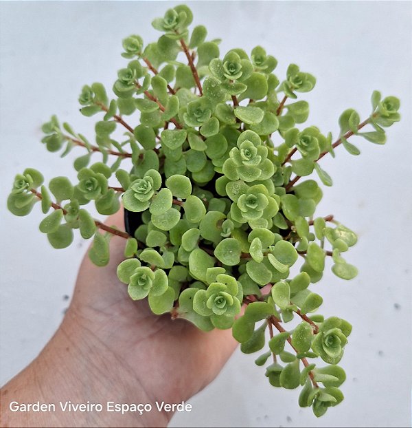 Sedum Makinoi Verde - Muda de Suculenta pendente no tamanho de vaso 09.