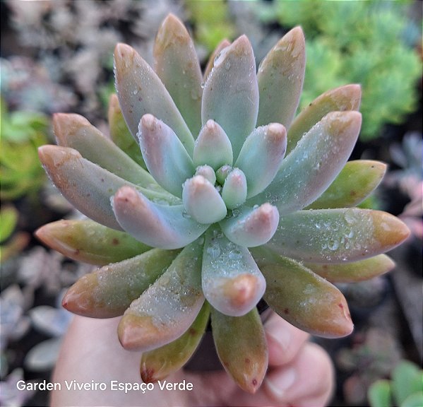 Graptupetalum Francisco balde - Muda de Suculenta no tamanho de vaso 06.