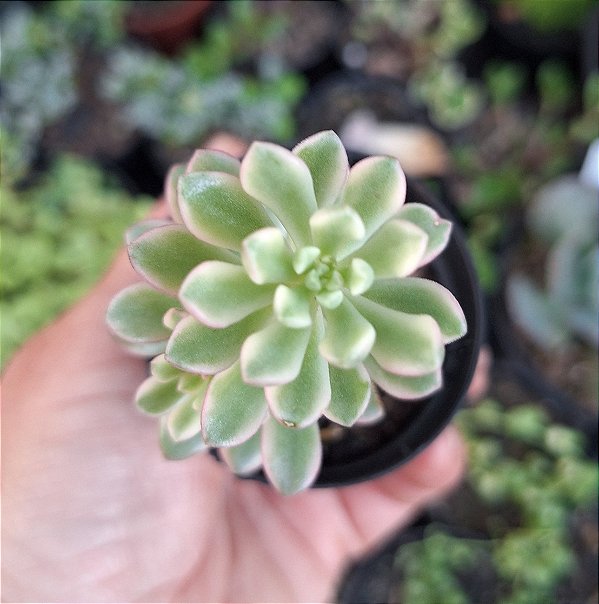 Joyce Tulloch  variegata - Muda de Suculenta no tamanho de vaso 09.