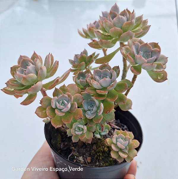 Angel mini arvoreta - Muda de Suculenta no tamanho de vaso 11.