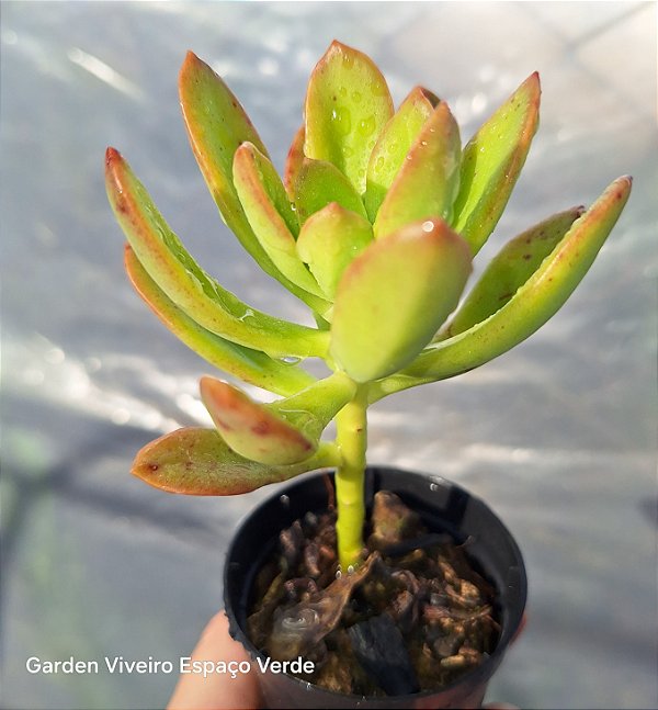 Mini arvoreta - Muda de Suculenta no tamanho de vaso 06.