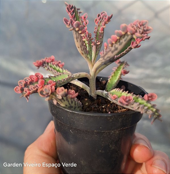 Pink Butterfly - Mini arvoreta - Muda de Suculenta no tamanho de vaso 06.