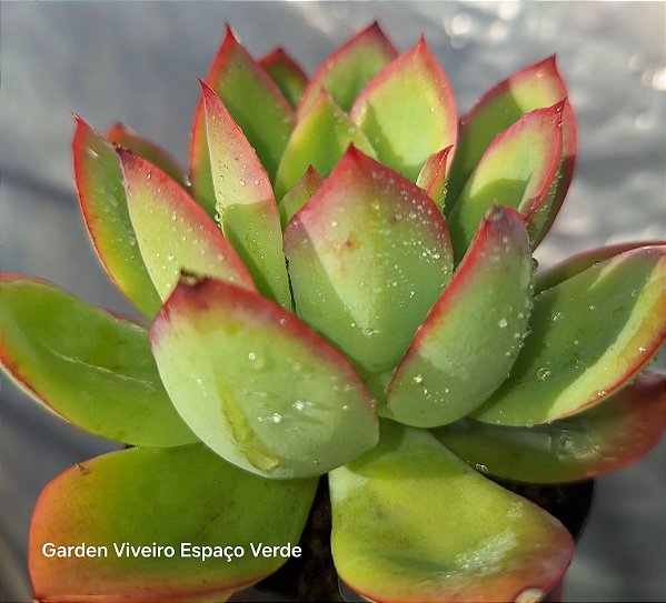 Echeveria  Luella - Muda de Suculenta COMPACTA no tamanho de vaso 11.