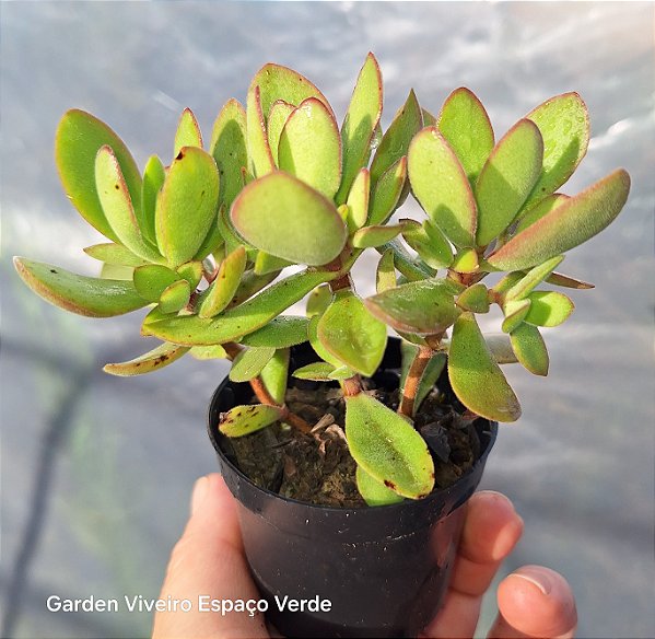 Money Maker verde - Mini arvoreta - Muda de Suculenta no tamanho de vaso 06.