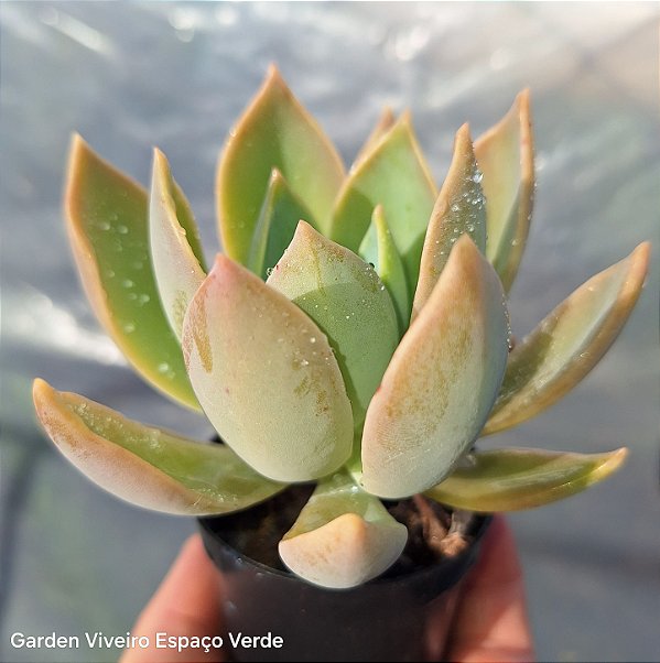 Walter Lili- Muda de Suculenta no tamanho de vaso 06.