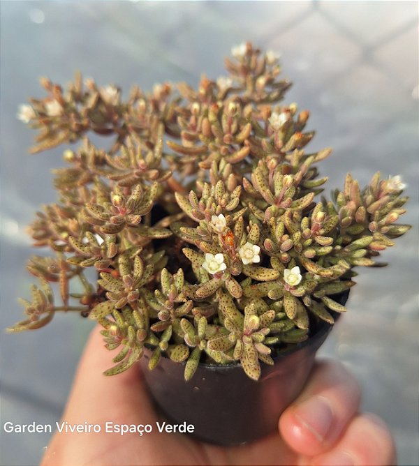 Crassula Humbertii - Muda de Suculenta no tamanho de vaso 06.