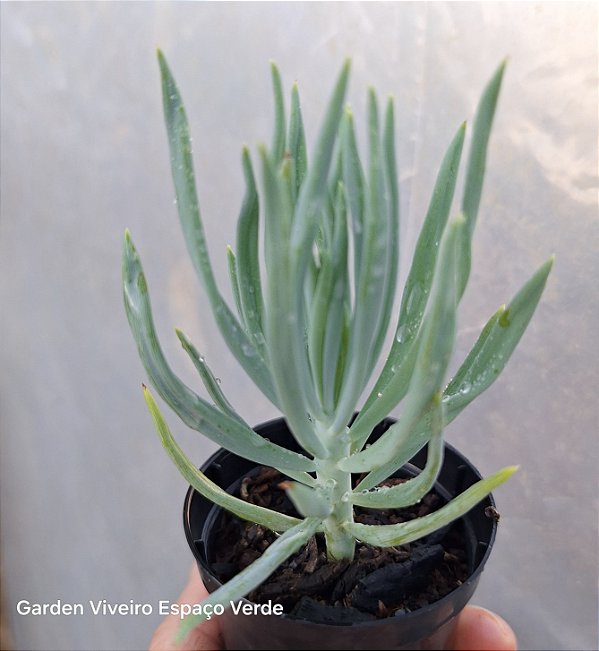 Senécio azul - Mini arvoreta - Muda de Suculenta no tamanho de vaso 06.