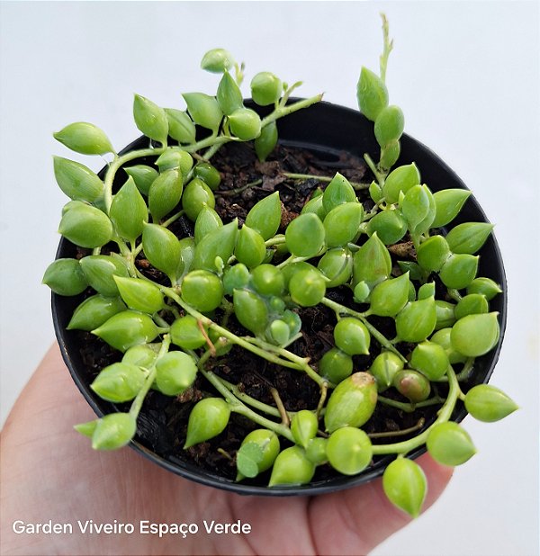 Colar de Azeitonas - Muda de Suculenta no tamanho de vaso 09.