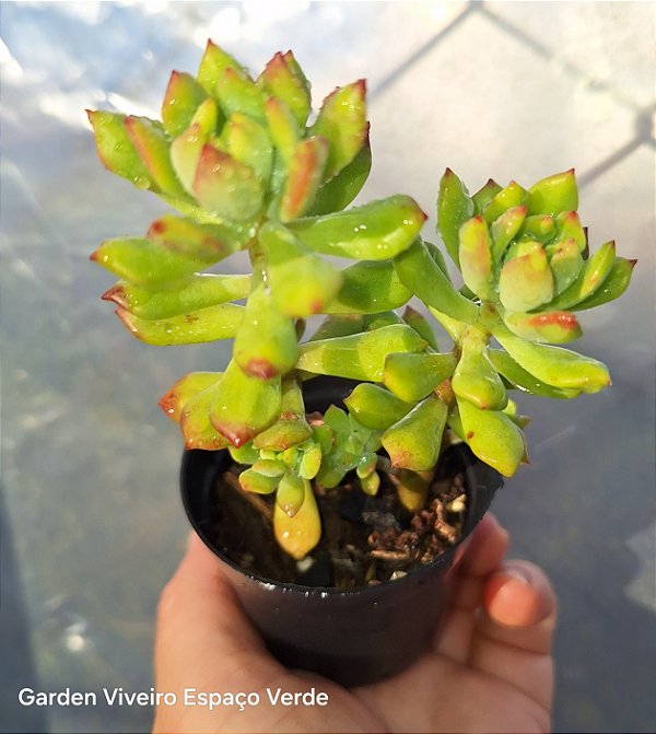 Cuspidatum mini arvoreta - Muda de Suculenta no tamanho de vaso 06.