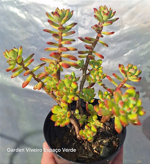 Cuspidatum mini arvoreta - Muda de Suculenta no tamanho de vaso 09.