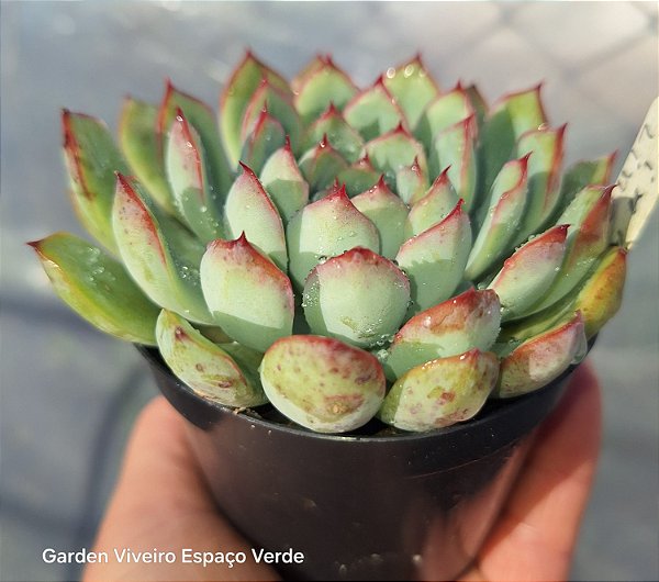 Echeveria  Pink Line - Muda de Suculenta COMPACTA no tamanho de vaso 11.