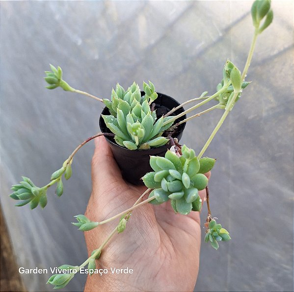 Graptopetalum Macdougallii - Muda de Suculenta no tamanho de vaso 06.