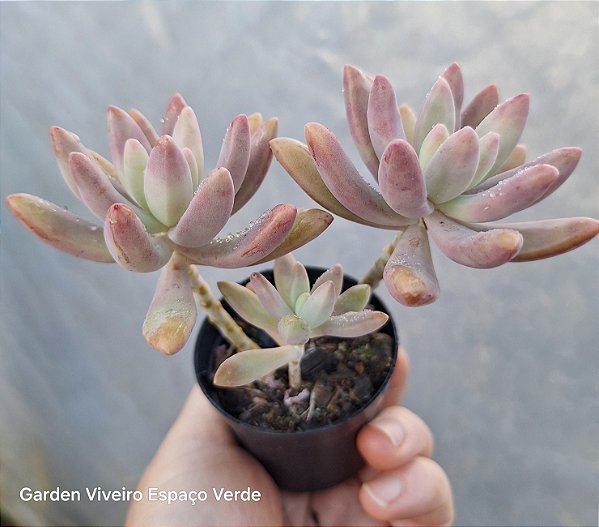 Graptupetalum Darley sunshine - Muda de Suculenta no tamanho de vaso 06.