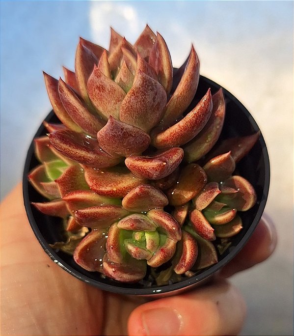 Crassula Índica - Muda de Suculenta no tamanho de vaso 06.