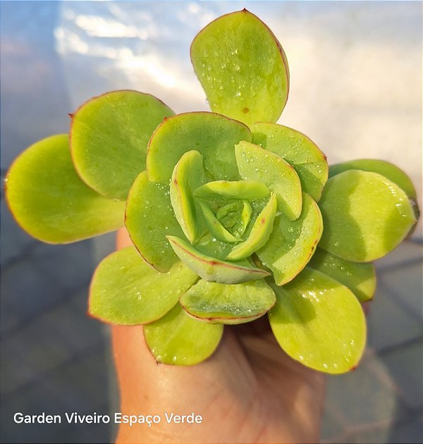 Echeveria Lawrence - Muda de Suculenta no tamanho de vaso 06.