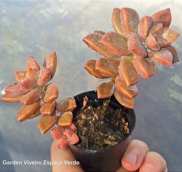 Sedum Bronze - Muda de Suculenta no tamanho de vaso 06.