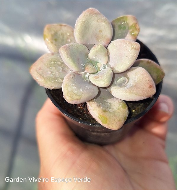 Graptoveria Ellen - Muda de Suculenta no tamanho de vaso 06.