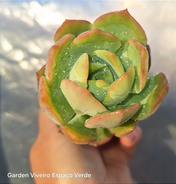 Echeveria Nicksana - Muda de Suculenta no tamanho de vaso 06.